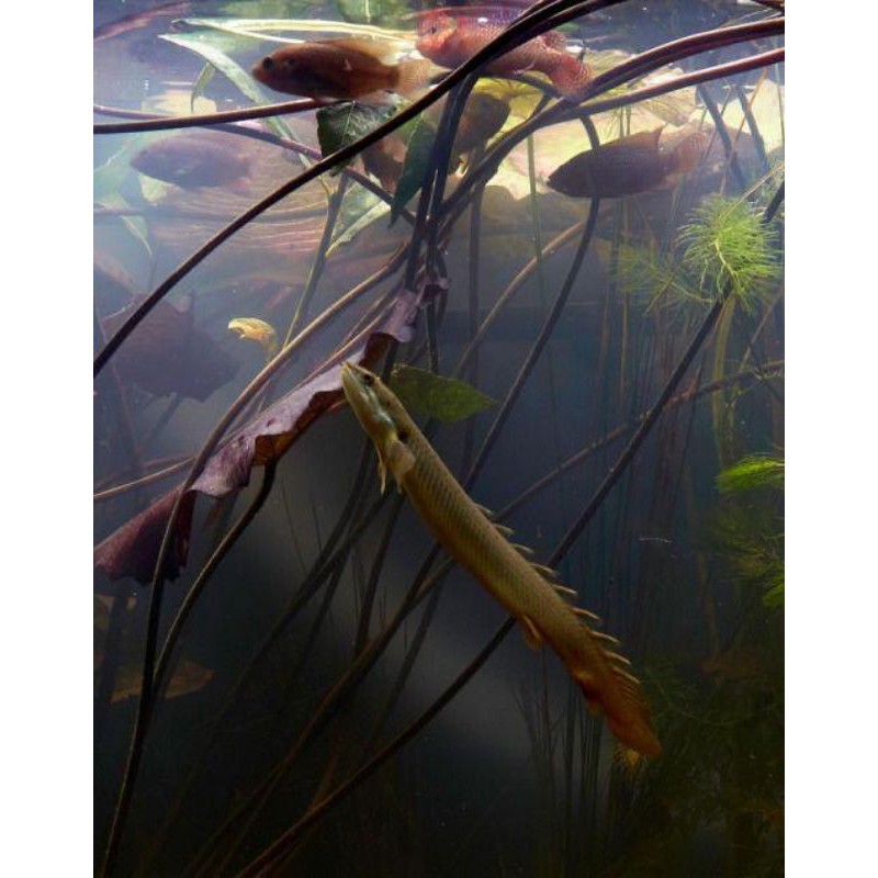 Palmas Senegalus Big Size