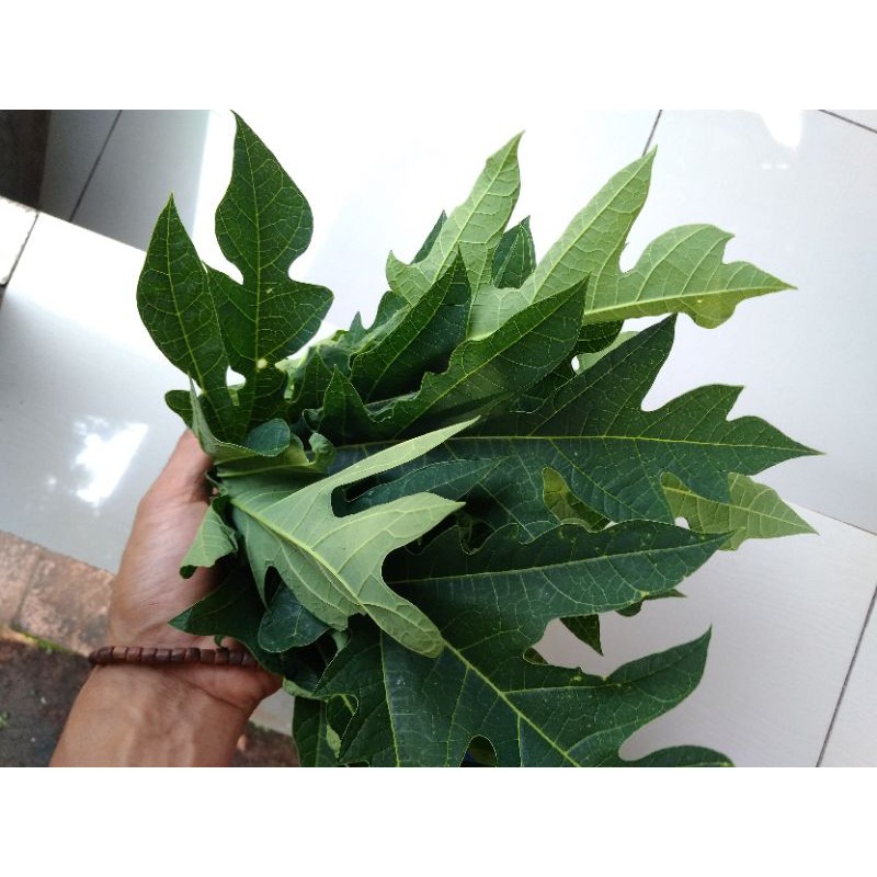 

Daun Pepaya Segar ID