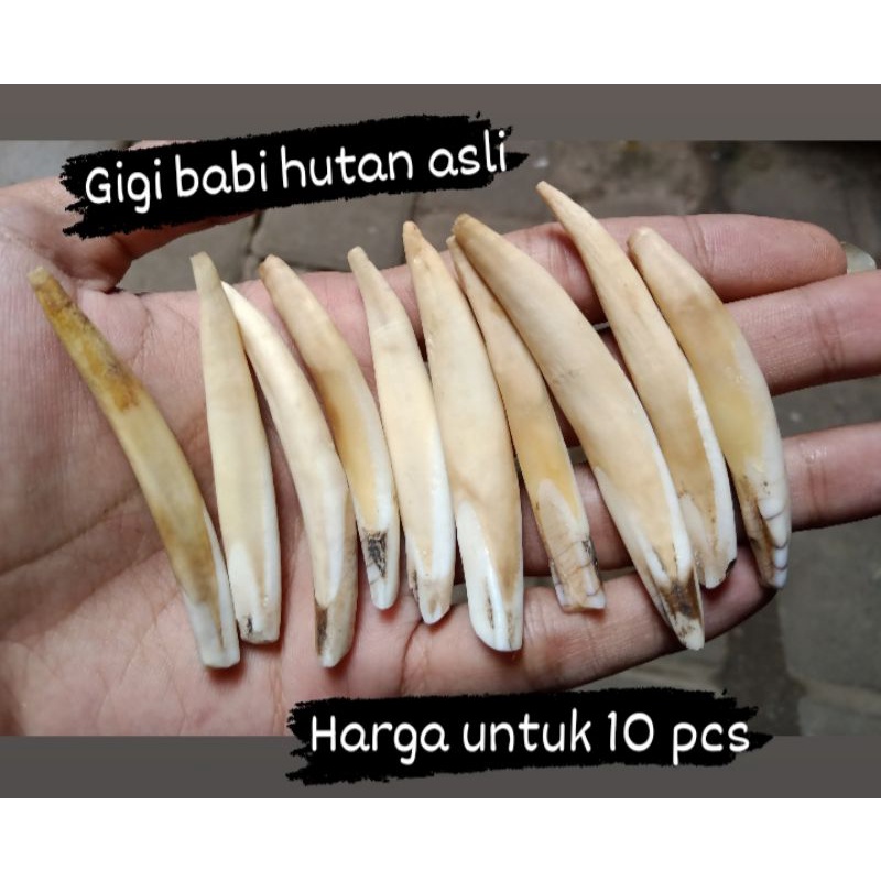 Liontin gigi babi taring babi Asli 10 biji