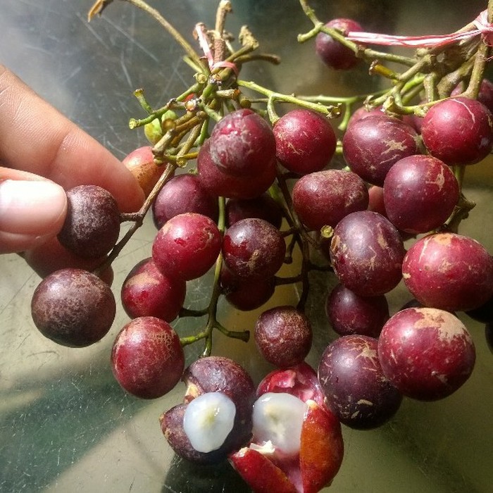Bibit Tanaman Buah Trenggulun - Buah Langka - Bibit Buah