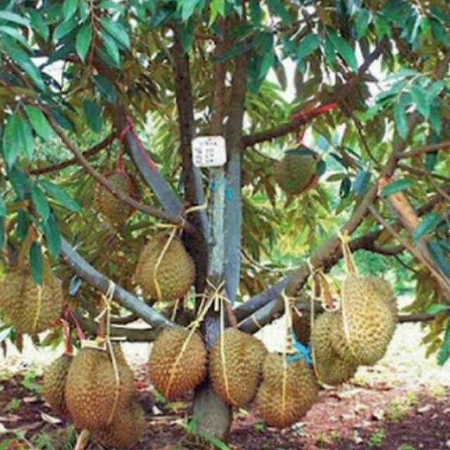 Bibit Durian Montong Jumbo, Faritas Unggul