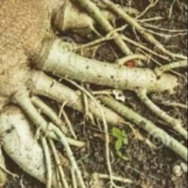 

[PROMO] 100gram Akar Pohon Pepaya Segar Fresh Herbal
