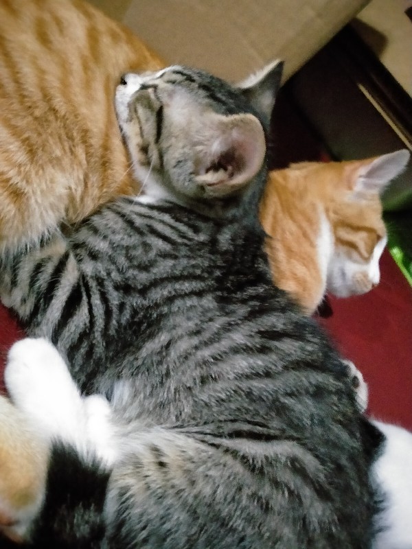 Kunci Lemari Loker Huben 25 Mm Kait