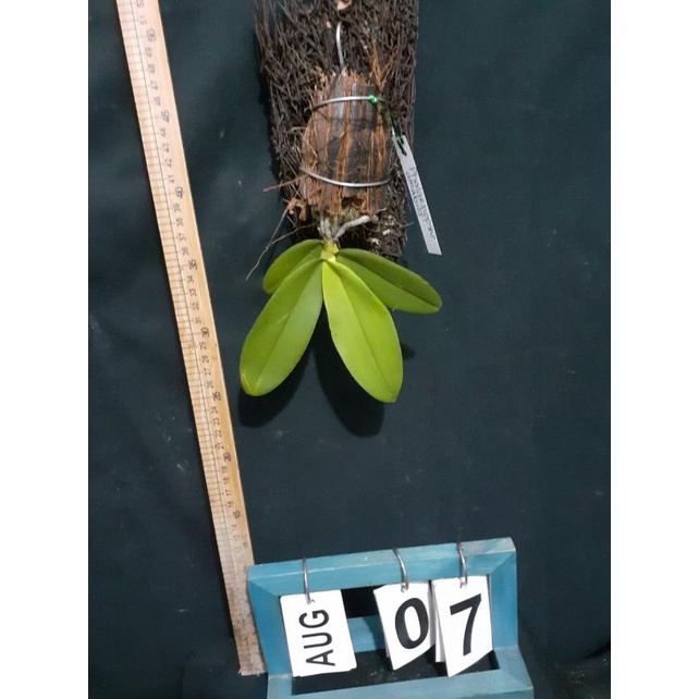 ▼ Phallaenopsis Amabilis (anggrek bulan spesies asli Jawa Barat) ➯