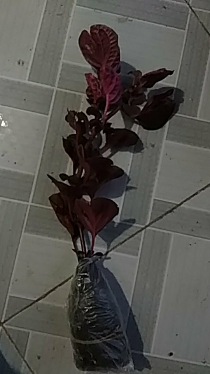 Tanaman Miana/ingler Daun Kecil / 1pcs / 150gram