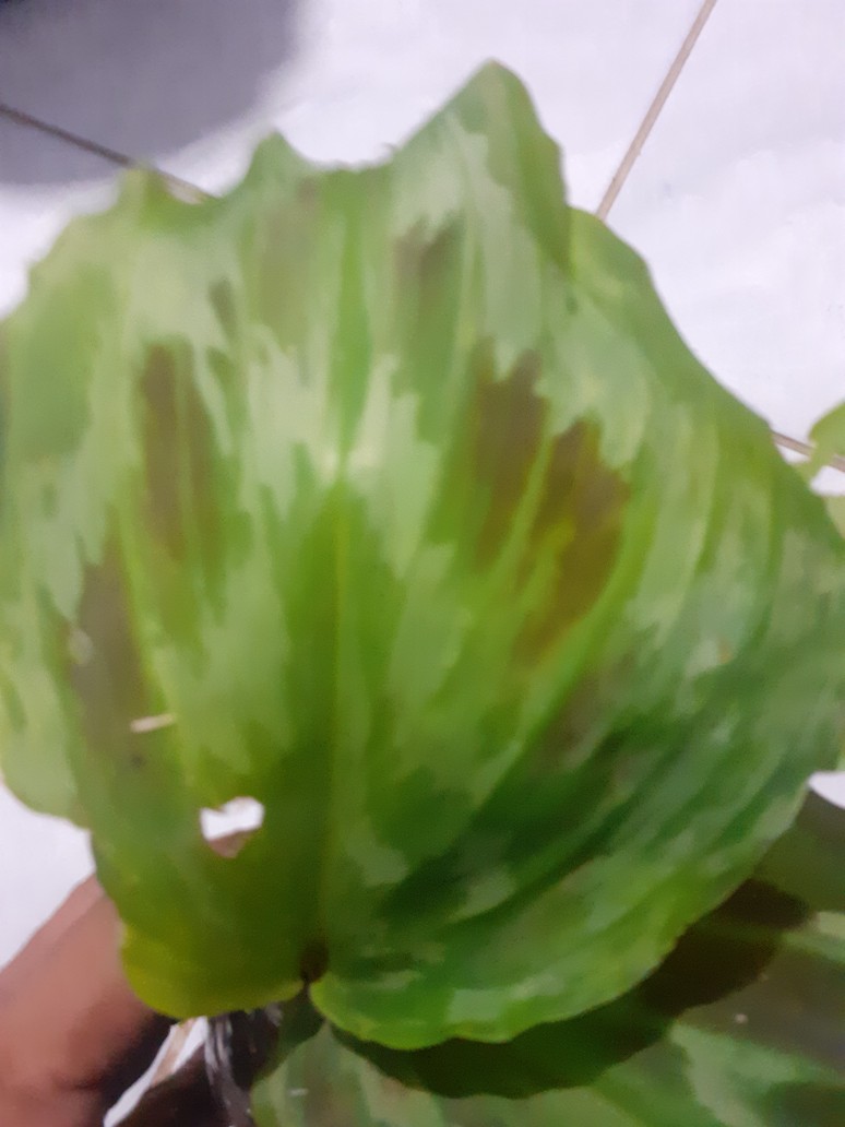 Tanaman Hias Calathea Merak