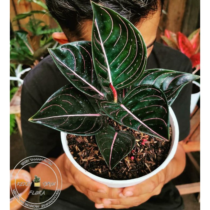 Tanaman Hias Aglonema Rotundum Aceh - Aglonema Rotundum Aceh - Bunga Aglonema