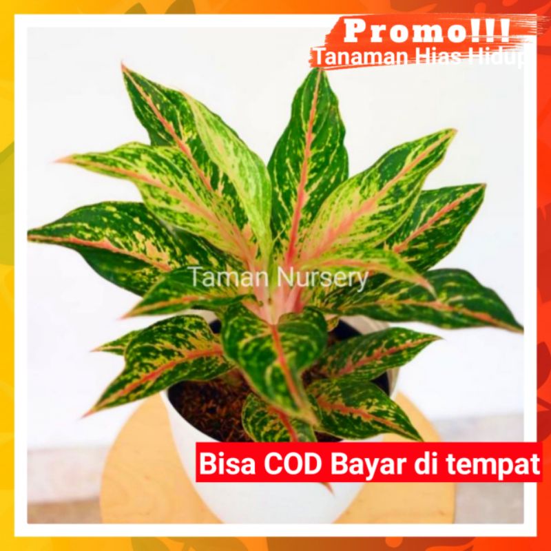 [✅COD] AGLONEMA BUTTERFLY (TANAMAN HIAS AGLONEMA) BUNGA HIDUP AGLAONEMA MURAH ASLI BUKAN BONGGOL ANA