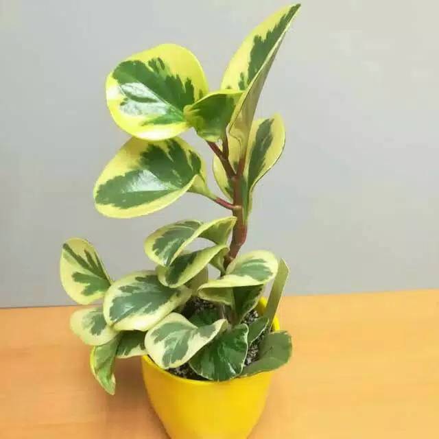 Peperomia variegata
