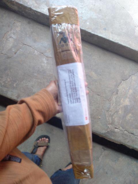 Tanaman Hias Bougenville Singapur Varigata Sudah Berakar. Bogenvile