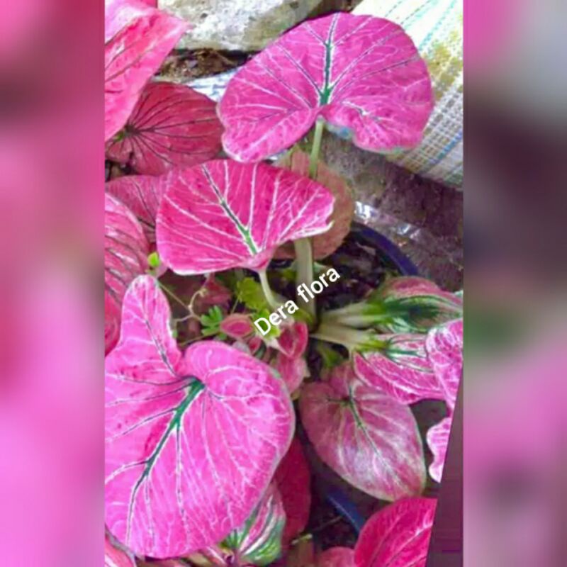 tanaman hias umbi caladium pink cobra limited daun ganda keladi hias