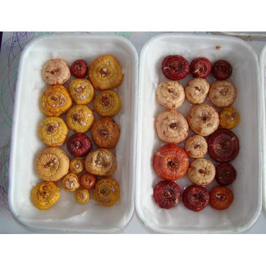 Umbi Benih Bunga Gladiol Mix *_*