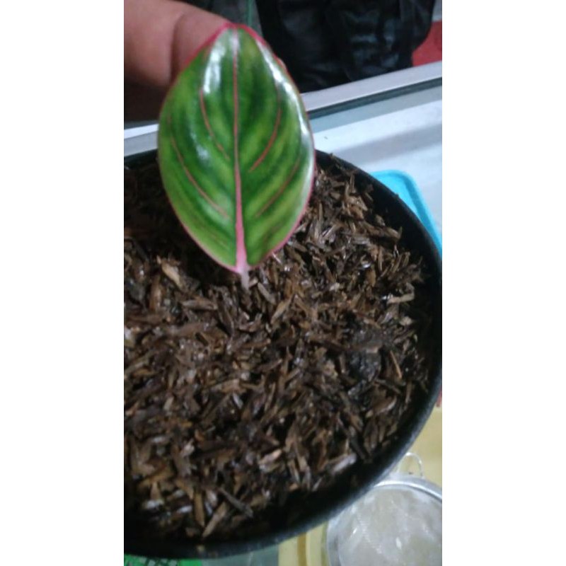 Aglonema Khanza anakan