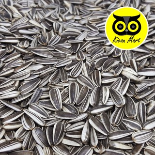 KUACI MENTAH BIJI KWACI HITAM BUNGA MATAHARI PAKAN MAKANAN BURUNG