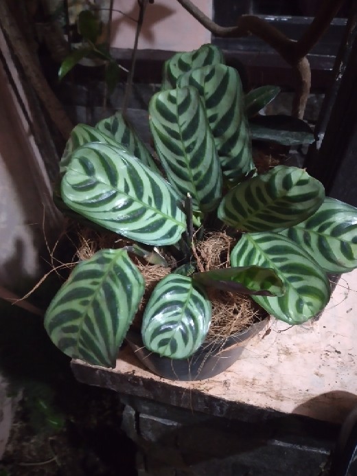 Tanaman Rosemary ( Dapat Di Kosumsi )