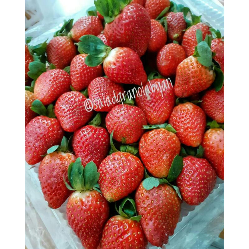 

Strawbery Lokal 1pak +-15butir