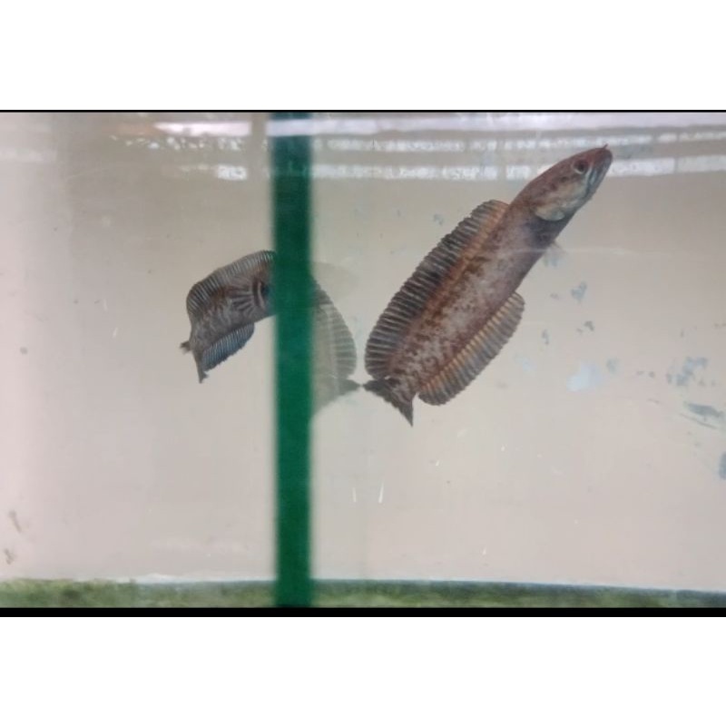 Channa Andrao Super Size Baby-Remaja