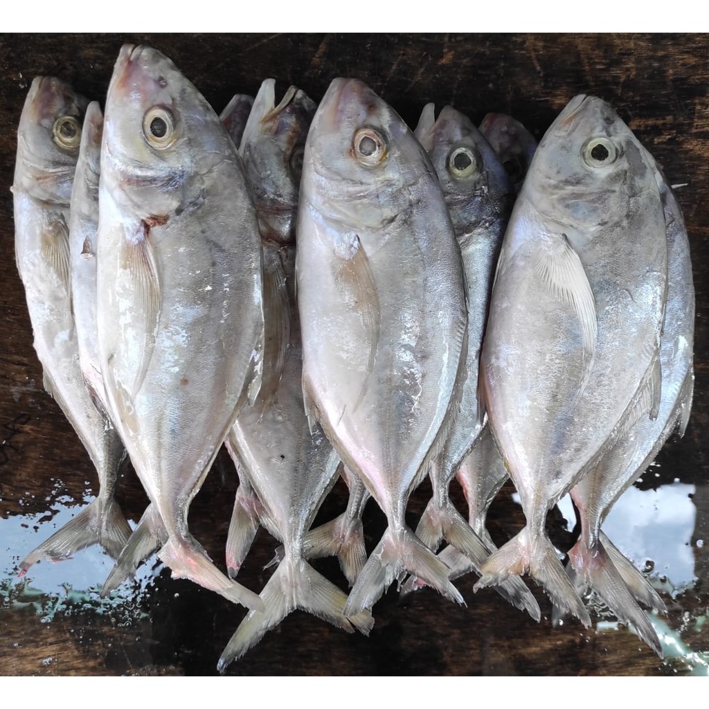 

Ikan Kuwe Segar Fresh 1/2Kg Export Quality