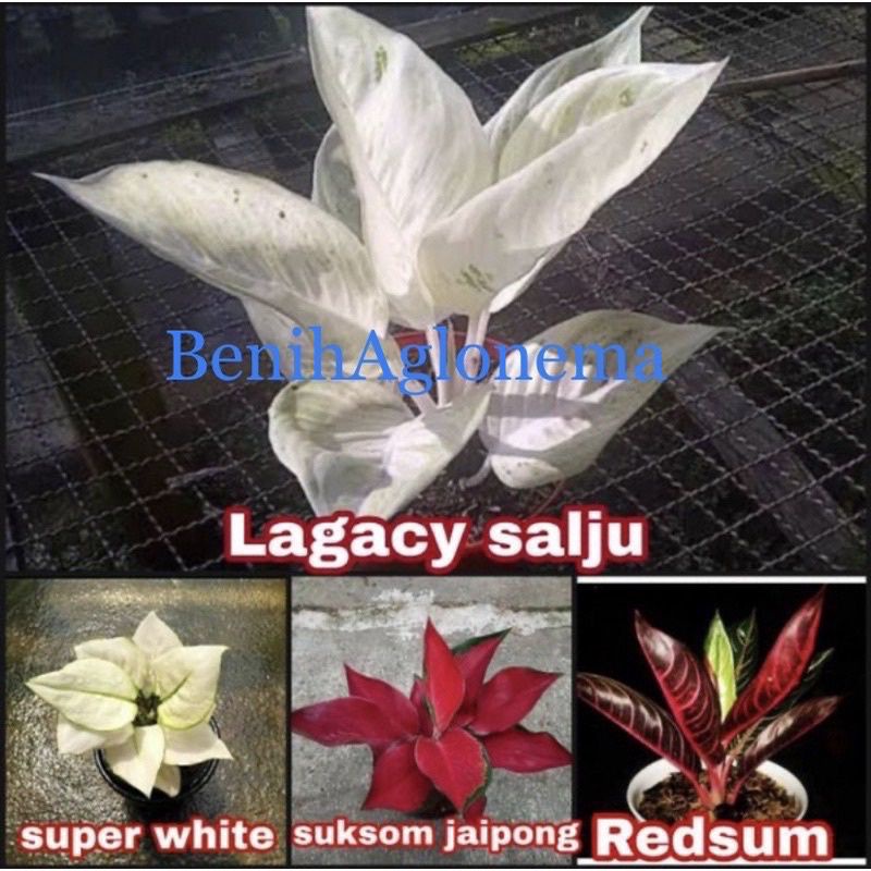 paket 4 bonggol aglonema Lagacy salju-Super white-Suksom jaipong-Red sumatra