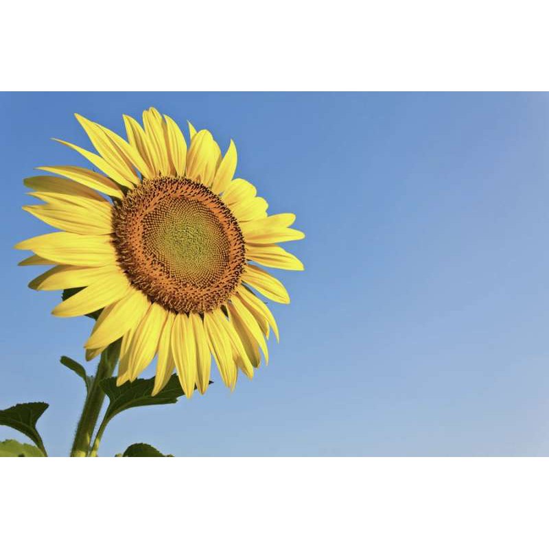 

Skin Dewi Sunflower Oil, Organic (Skincare Organic)