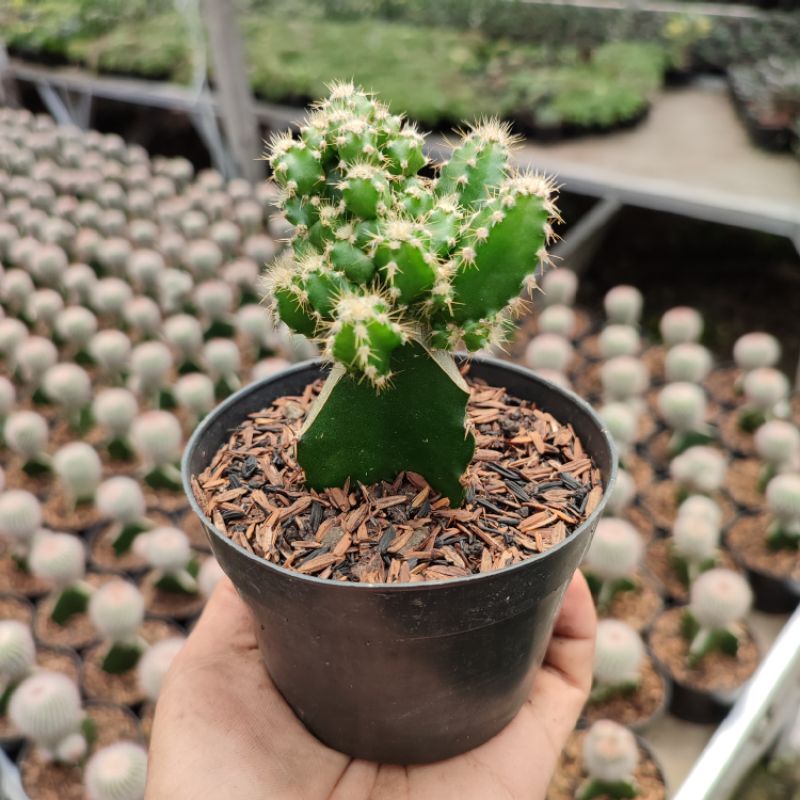 Grafting Cereus Tetragonus | DP 10cm | Kaktus