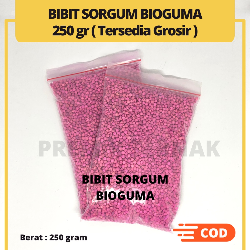 BIBIT SORGUM BIOGUMA TIPE 2 - Benih Sorgum Bioguma - Varian 500gr &amp; 250gr Sorghum Cantel hijauan pakan ternak