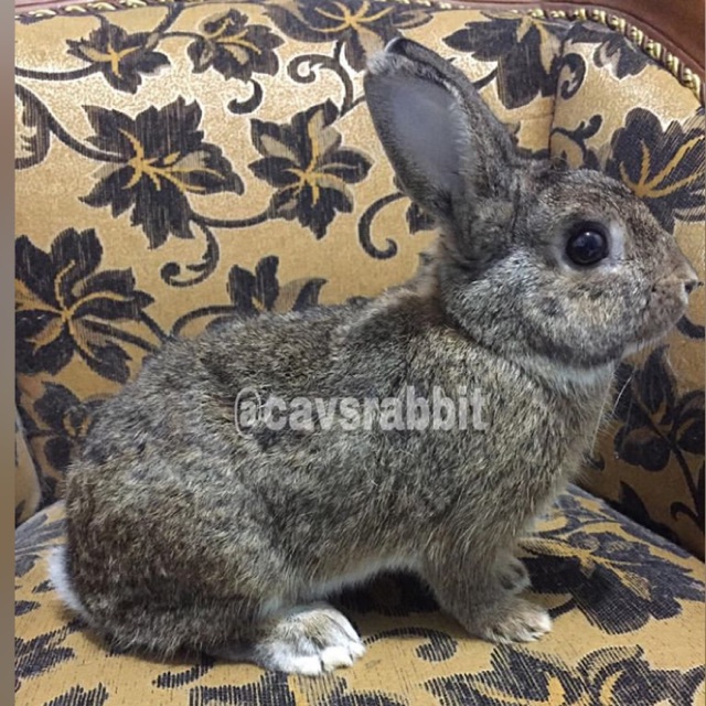 Kelinci netherland dwarf