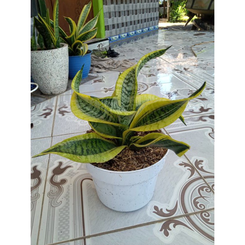 Sansiviera Twister tsunami