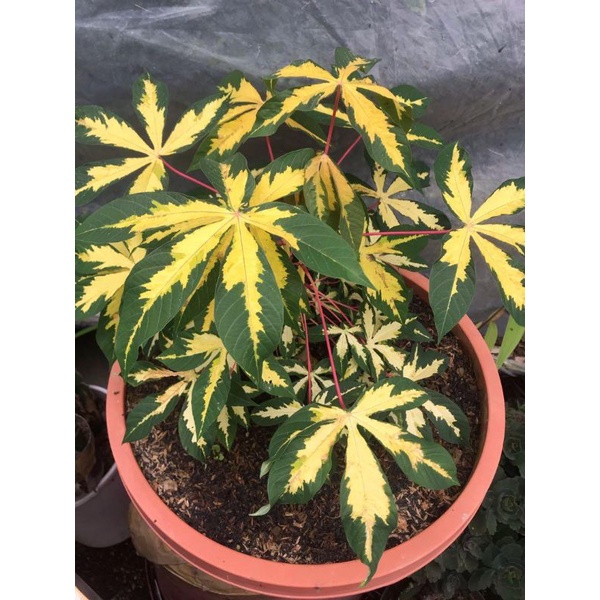 Bibit Tanaman Hias Daun Singkong Varigata