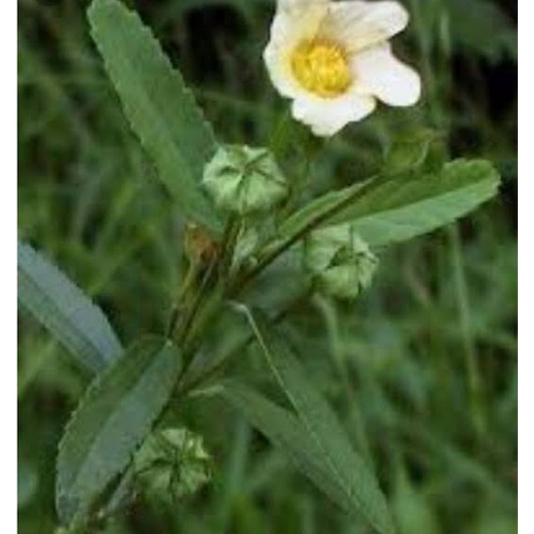

daun sidaguri jantan herbal 500grm