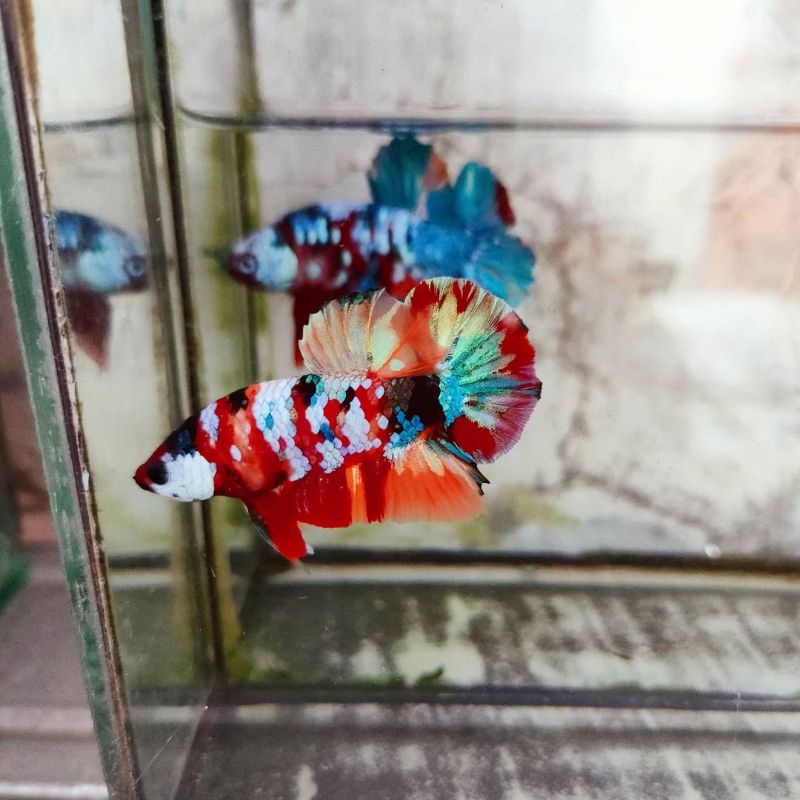 Cupang Multicolour male & female/multicolour/koi galaxy/fancy/yellow/