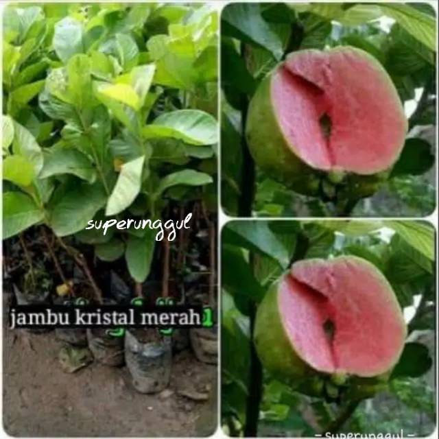 Bibit Jambu Kristal Merah