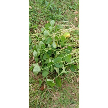 

daun pegagan