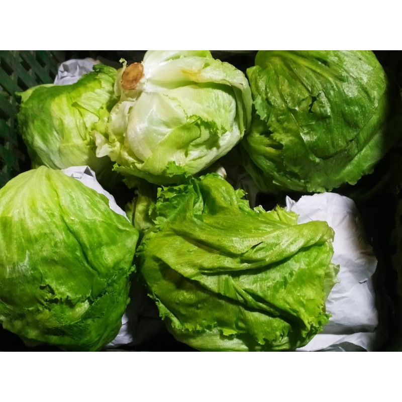 

Lettuce head (500gram-1Kg)
