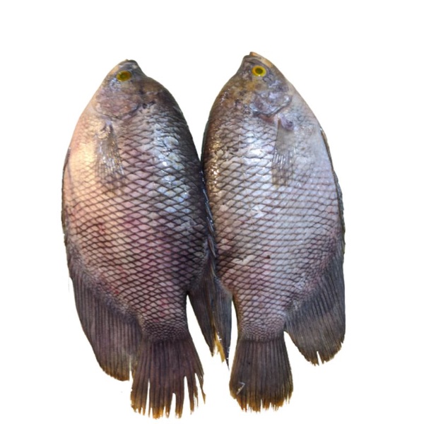 ikan gurame segar