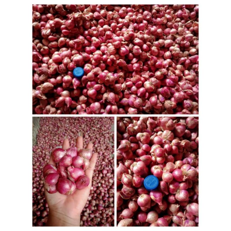 

Bawang Merah Asli Langsung Dari Petani harga 1KG + bonus