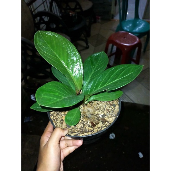 anthurium jemani mangkok tornado