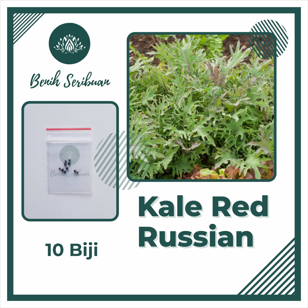 10 Bibit Kale Red Russian Seed Benih Sayuran Kale Red Ursa Super Tanaman Sayur Unggul Berkualitas