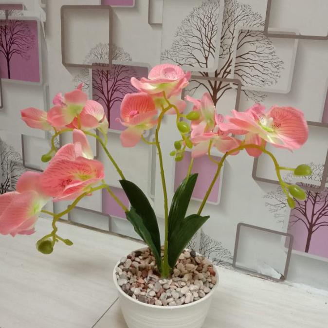 bunga anggrek hias/anggrek palsu