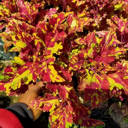 Miana batik merah mentega - Coleus Hybrida