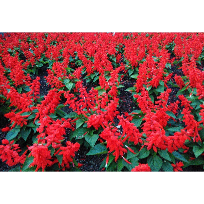 Benih Bibit Biji - Salvia Blaze of Fire Red Scarlet Sage (Salvia splendens) Flower Seeds - IMPORT