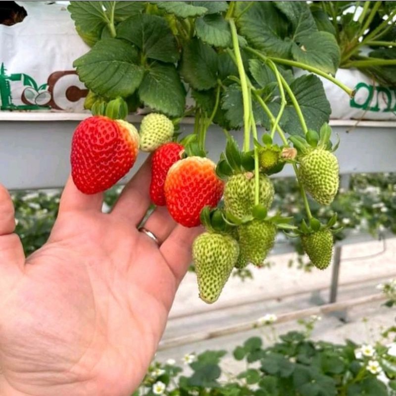 BIBIT STRAWBERRY KOREA