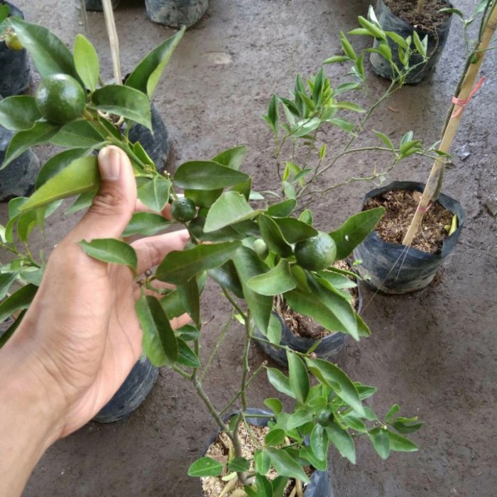 bibit tanaman jeruk Santang madu hijau berbuah
