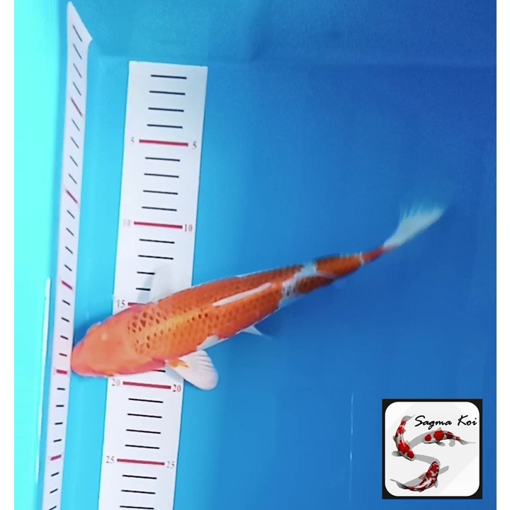 Koi Kujaku Lokal Blitar 24 CM