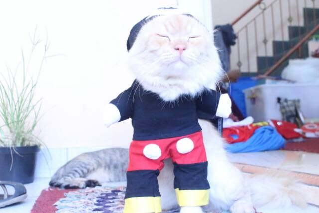 Kostum mickey mouse untuk kucing &amp; anjing /Jual Baju Kucing Terlengkap &amp; Berkualitas size S-XL