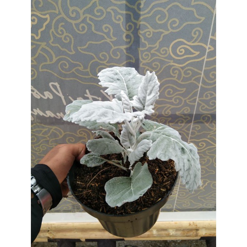 Tanaman hias Silverdust daun tebal