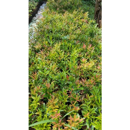 tanaman pucuk merah 30cm