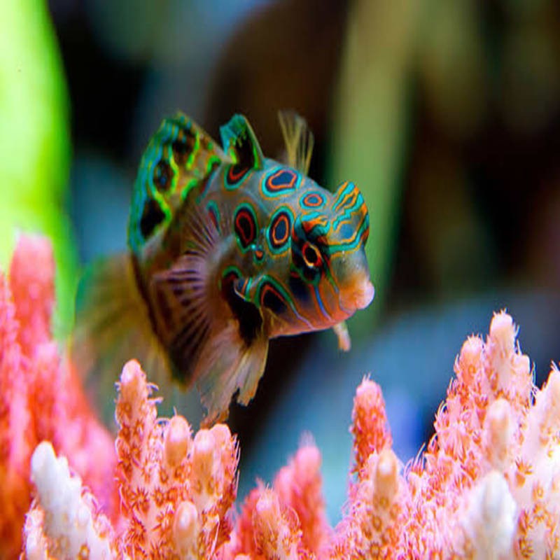 ikan hias laut mandarin b