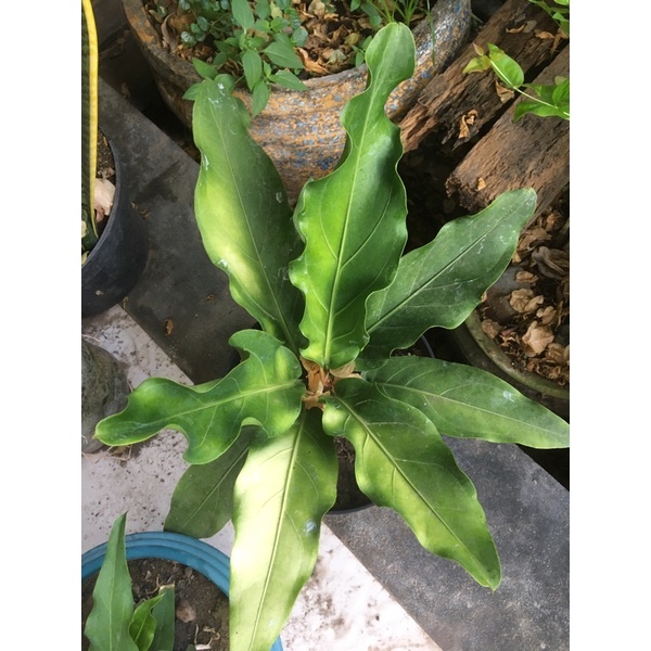 Bunga Anthurium Gelombang Cinta Dewasa