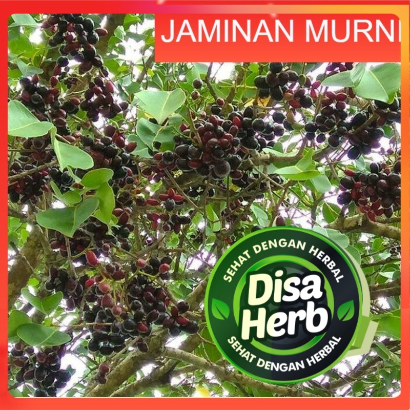 

KULIT POHON DUWET KERING 100 GRAM -Syzygium Cumini - MURNI - JSR - REMPAH - PREMIUM QUALITY
